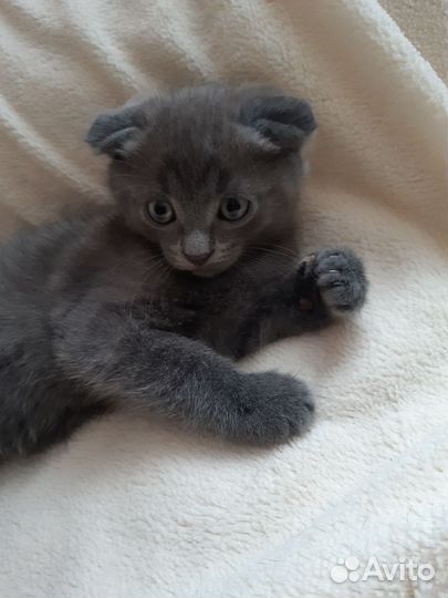Вислоухие котята в добрые руки