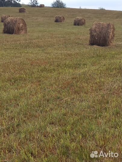 Сено в рулонах