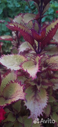 Колеусы вегетативные