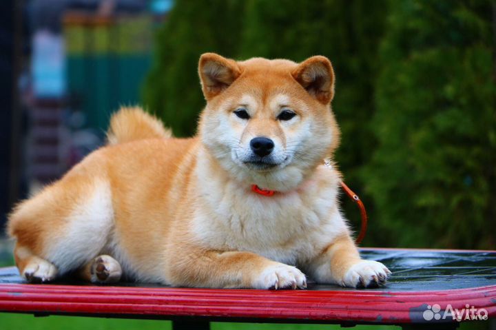 Предлагаем для бронирования щенков породы Сиба ину