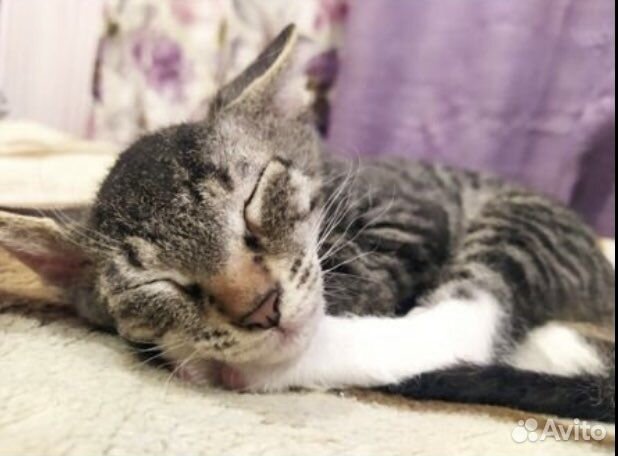 Котята