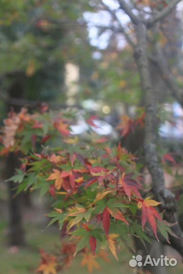 Клен Дланевидный Японский Саженцы