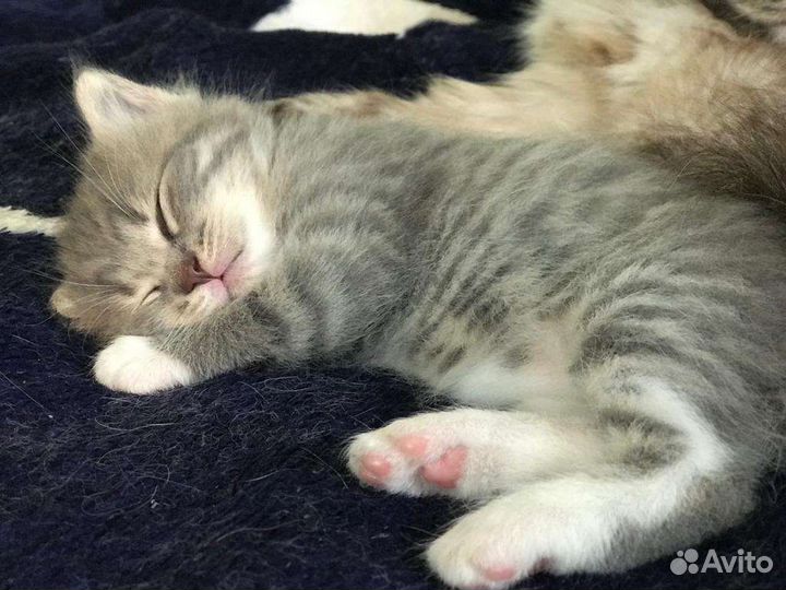 Британский котёнок