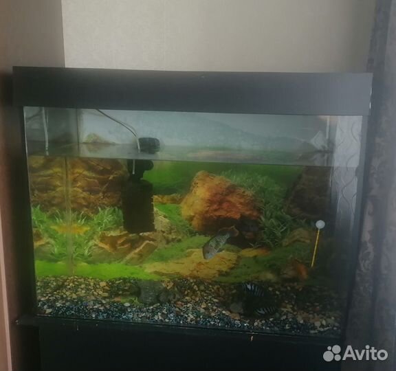 Аквариум с рыбками