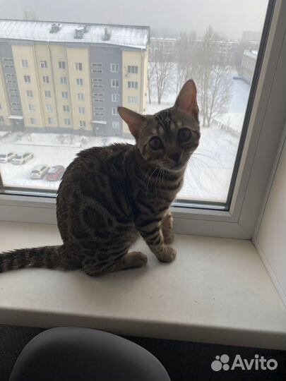 Бенгальский котенок мальчик