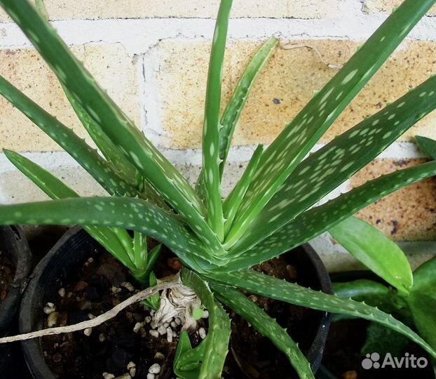 Продам алоэ