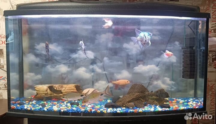 Аквариум с рыбками