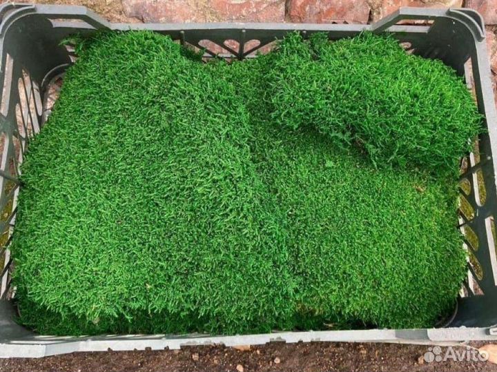 Стабилизированный мох ягель, опт и розница