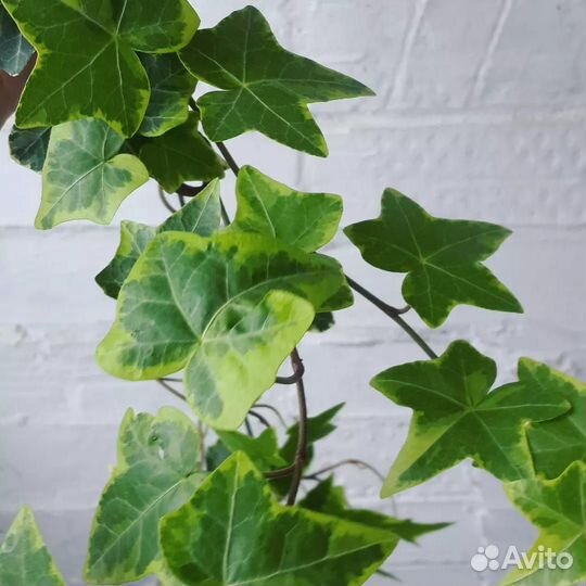 Плющ. Хедера. Комнатные цветы