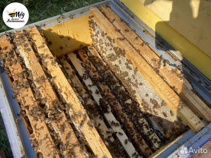 Мёд башкирский свежий. Собственная пасека