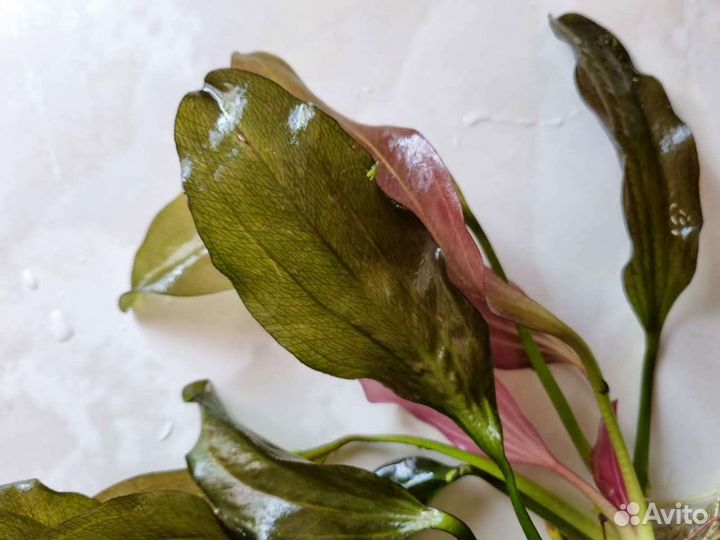 Аквариумные растения