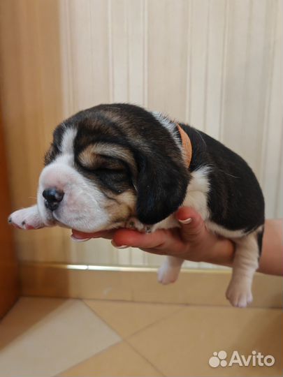 Бронирование щенков Бигля