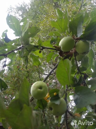 Яблоки домашние