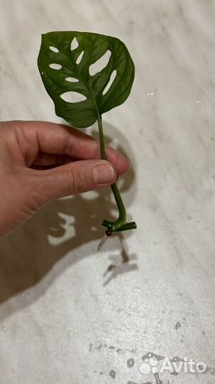 Монстера манки