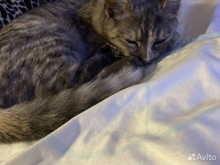 Кошка