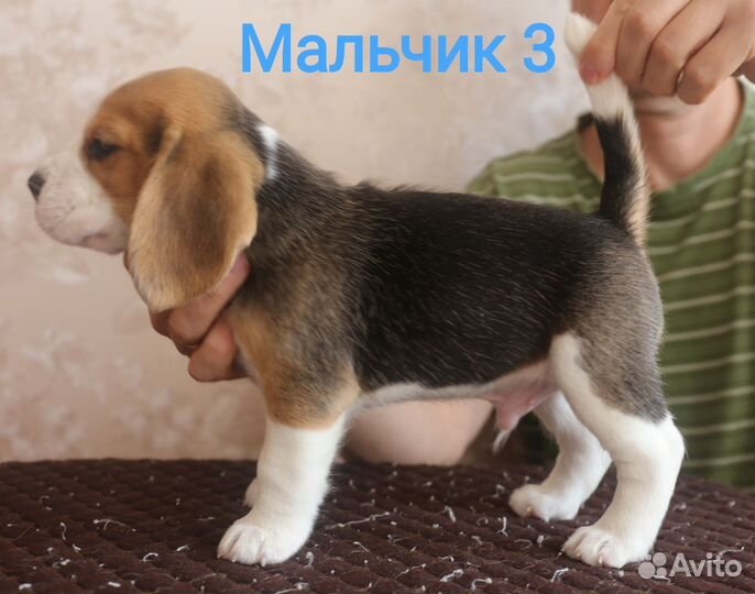 Щенки бигль август 2023
