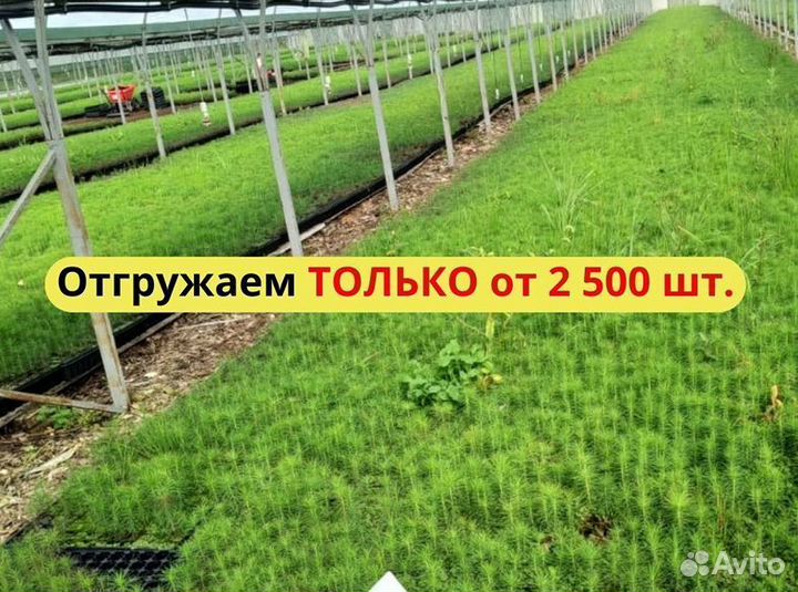 Сеянцы сосны зкс от производителя