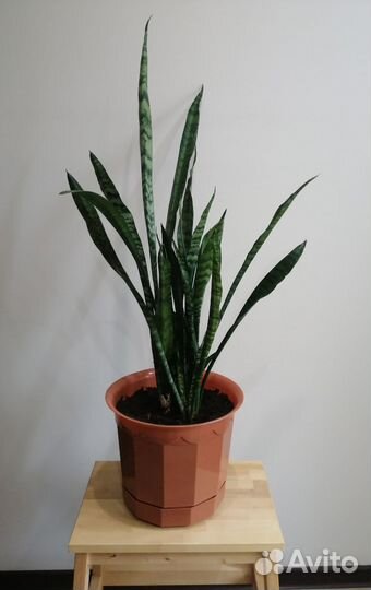 Сансивьера