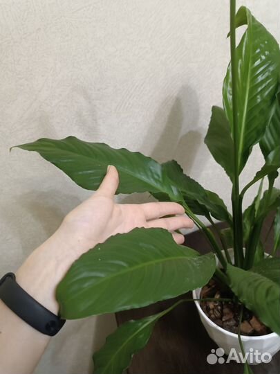 Спатифиллум цветок женское счастье