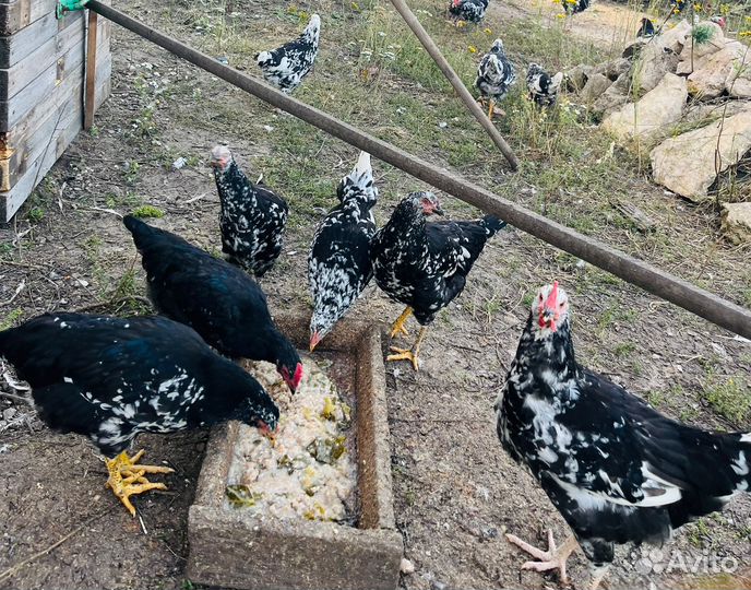 Черно-Пестрый Австролорп