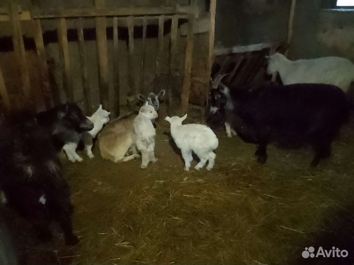 Продам коз с козлятами