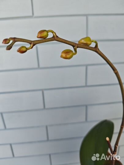Phal. Kaleidoscope (бабочка)
