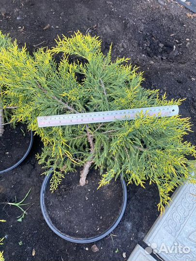 Можжевельники Голд Стар и Олд Голд