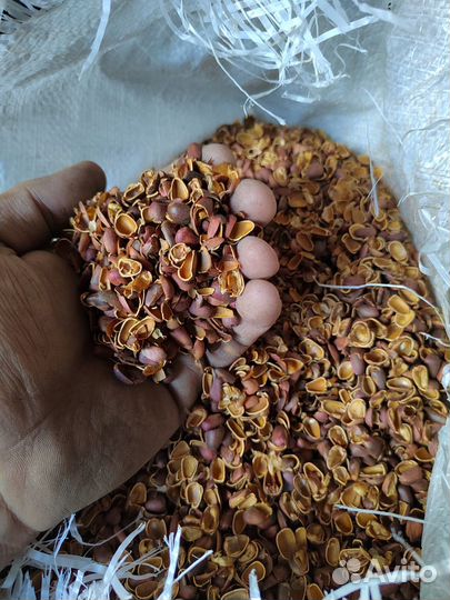 Скорлупа кедрового ореха в мешках (60 литров)