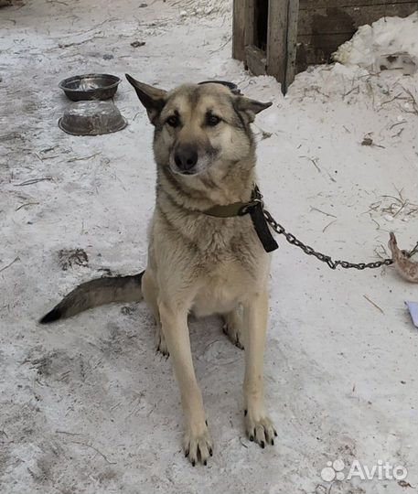 Отдам собаку