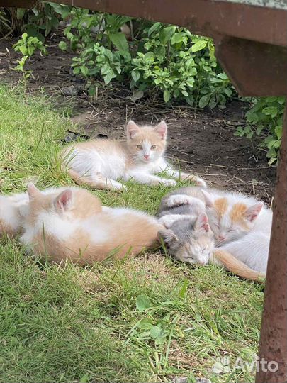 Котята с мамой