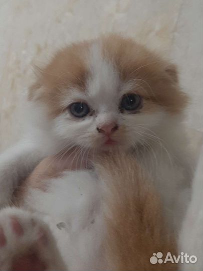 Шотландские вислоухие котята рыжие