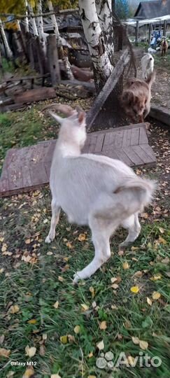 Козел зааненский