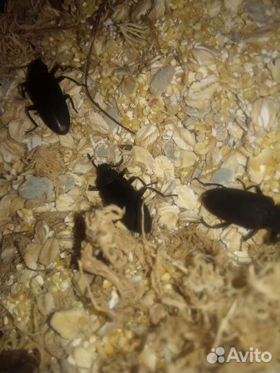 Зофобос или мучной червь