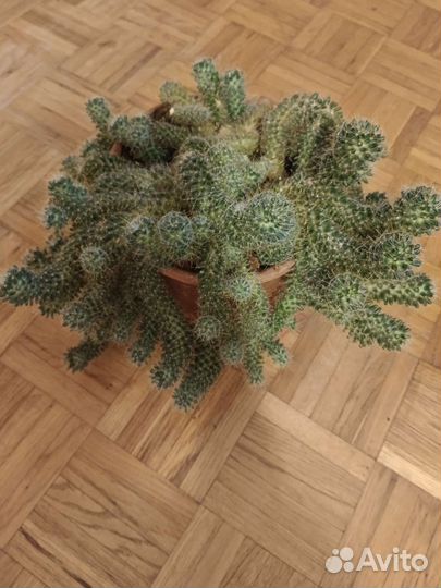 Кактус