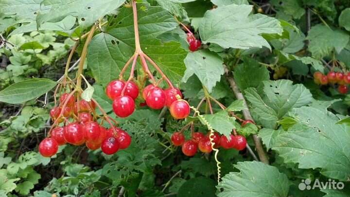 Красная Калина ягода под заказ