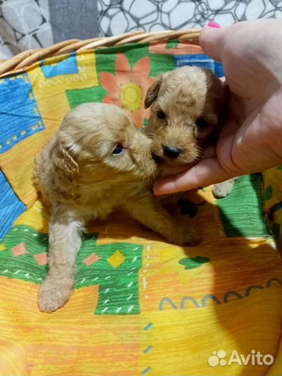 Щенки той пуделя