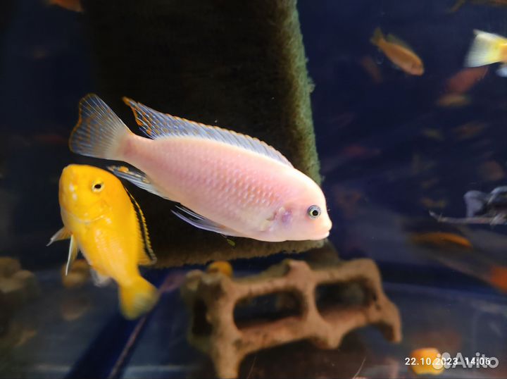 Рыба Цихлида (зебра, еллоу, яло риф, флавус)