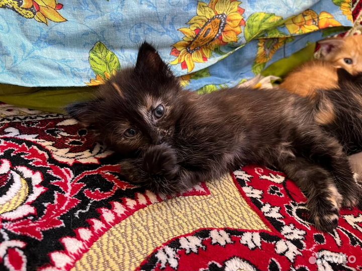 Котята в дар бесплатно