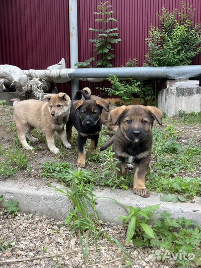 Щенки бесплатно