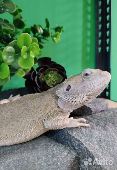 Бородатая агама Зеро