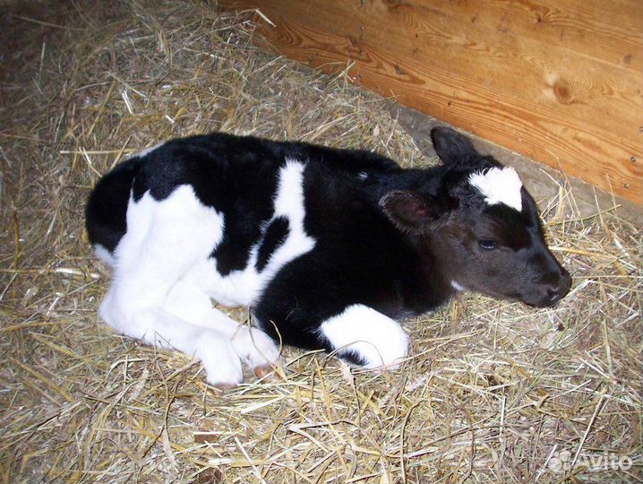 Бычки и телята