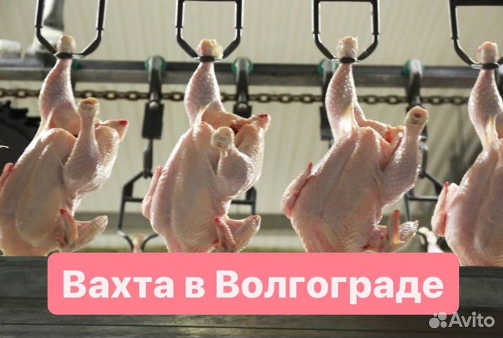Птицефабрика вахта упаковщик