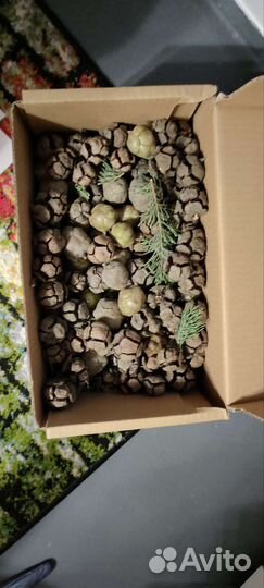 Шишки кипариса