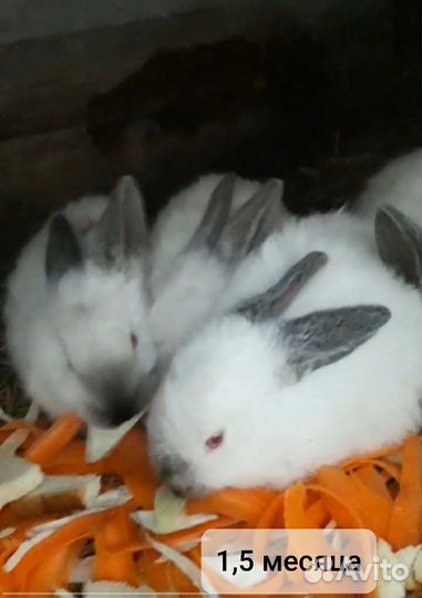 Калифорнийские кролики