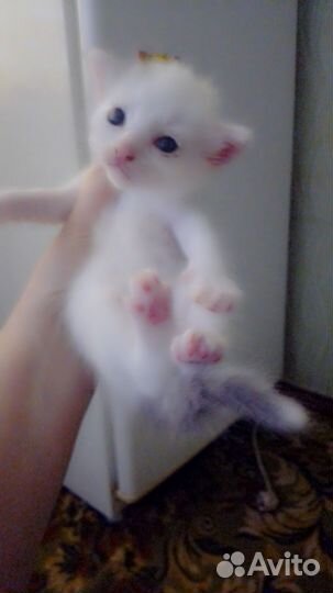 Котята в добрые руки бесплатно