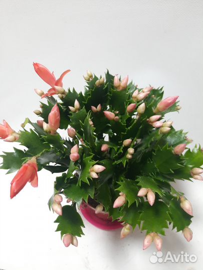 Декабрист шлюмбергера оранжевый