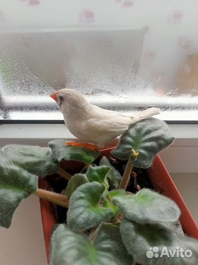 Зебровые амадины