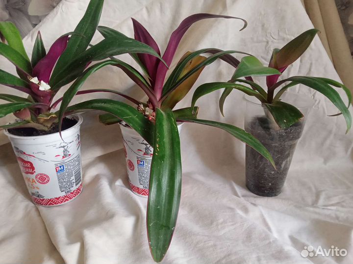 Рео колыбель Моисея традесканция