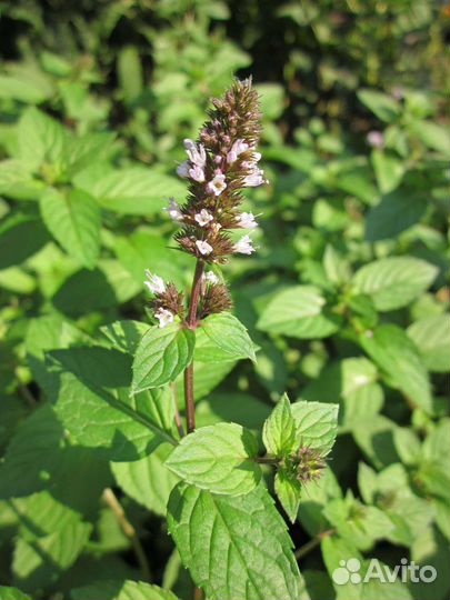 Мята перечная сушеная