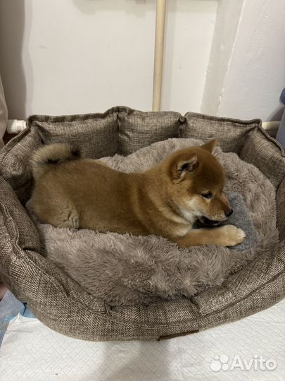 Собака сиба ину